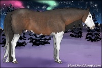 Horse Color:Liver Red Roan Splash