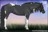Horse Color:Blue Roan Tobiano