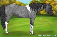 Horse Color:Blue Roan Tobiano 