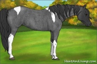 Horse Color:Blue Roan Tobiano