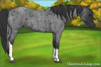 Horse Color:Blue Roan Tobiano 