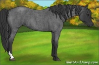 Horse Color:Blue Roan Tobiano