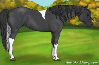 Horse Color:Blue Roan Tobiano