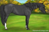 Horse Color:Blue Roan Tobiano