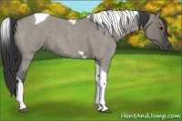 Horse Color:Grullo Roan Tobiano