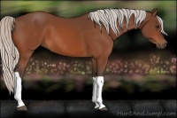 Horse Color:Silver Bay 
