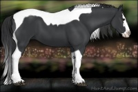Horse Color:Black Splash Tobiano 