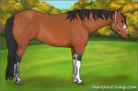 Horse Color:Bay  and Bay 