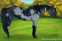 Horse Color:ERROR: UNKNOWN ANOMALY and ERROR: UNKNOWN ANOMALY