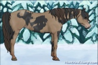 Horse Color:Black  and Classic Champagne 