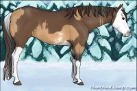 Horse Color:White Spotted Buckskin  and Liver Chestnut Splash 