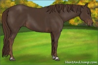 Horse Color:Liver Chestnut  and Liver Chestnut 