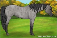 Horse Color:Grullo Roan