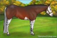 Horse Color:Bay  and Bay Splash 
