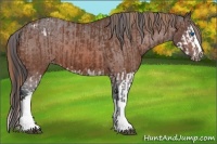 Horse Color:Chestnut Splash  and Bay Varnish 