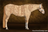 Horse Color:Chestnut  and Gold Champagne 