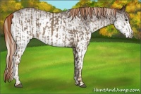 Horse Color:Chocolate Palomino Rabicano  and White Spotted Liver Chestnut Rabicano 