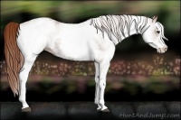 Horse Color:White Spotted Chestnut 