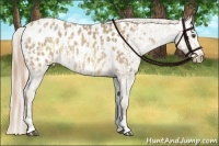Horse Color:Silver Bay Roan Dun Appaloosa  and Sable Cream Champagne Appaloosa 