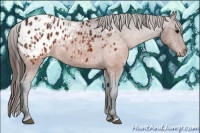 Horse Color:Brown Appaloosa  and Brown Appaloosa Rabicano 