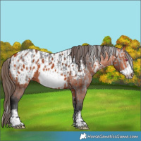 Horse Color:Silver Brown Chinchilla  and Brown Frame Near Leopard 
