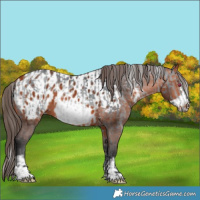 Horse Color:Silver Brown Chinchilla  and Brown Frame Appaloosa 