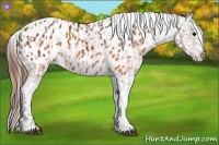 Horse Color:Brown Appaloosa  and Buckskin Appaloosa 