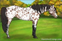 Horse Color:Brown Appaloosa  and Brown Frame Appaloosa 