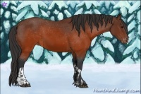 Horse Color:Brown Appaloosa and Brown Appaloosa