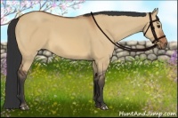 Horse Color:Bay Dun