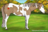 Horse Color:Red Dun Splash  and Red Dun Splash Tobiano 