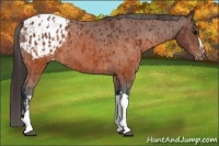 Horse Color:Brown Appaloosa and Brown Appaloosa