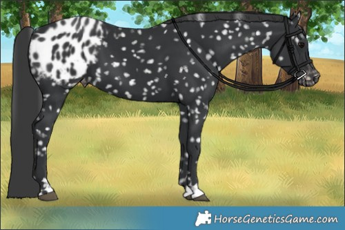 Horse Color:Black Snowflake Varnish 