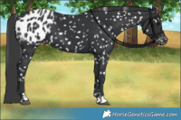 Horse Color:Black Snowflake Varnish 