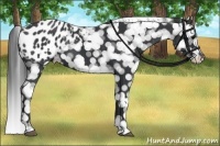 Horse Color:Black Appaloosa