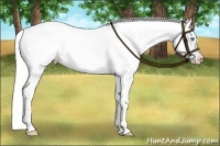 Horse Color:White Spotted Silver Amber Cream Champagne Pearl Dun Appaloosa 