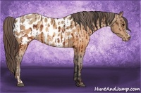 Horse Color:Brown Appaloosa  and Sable Champagne Appaloosa 