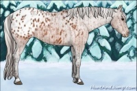 Horse Color:Brown Appaloosa and Silver Brown Appaloosa