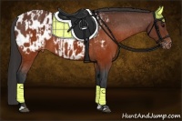 Horse Color:Brown Appaloosa  and Brown Appaloosa 