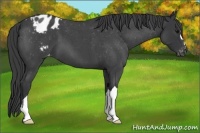 Horse Color:Blue Roan Appaloosa 