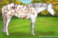 Horse Color:Brown Appaloosa and Sable Champagne Appaloosa