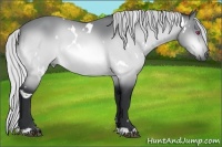 Horse Color:White Spotted Silver Bay Chinchilla 