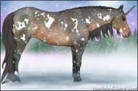 Horse Color:White Spotted Buckskin Appaloosa 