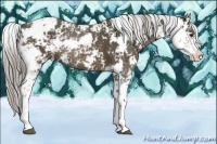 Horse Color:Chocolate Palomino Sabino 