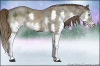 Horse Color:Liver Chestnut Ice Splash 
