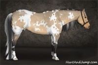 Horse Color:White Spotted Buckskin Roan Dun