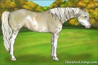 Horse Color:White Spotted Liver Red Dun Splash Rabicano Brindle