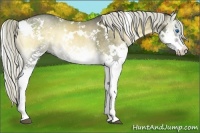 Horse Color:White Spotted Chocolate Palomino Onyx Splash Rabicano