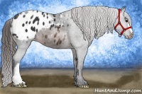 Horse Color:Brown Appaloosa 