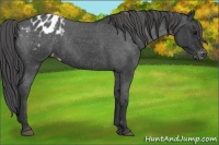 Horse Color:Blue Roan Appaloosa
